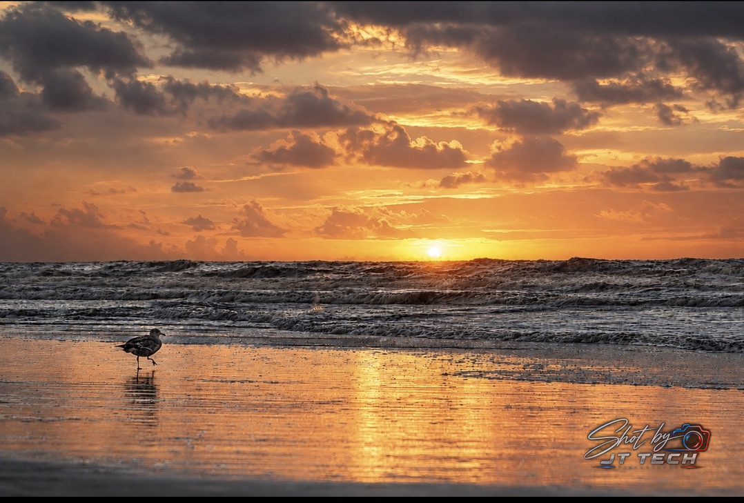 Bird photography at sunset